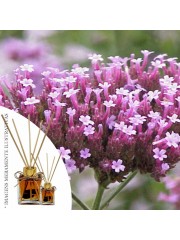 Essencia Verbena 50ml