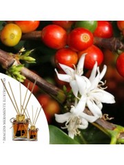 Essência Flor de Café 50ml