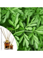 Essência Arruda Plus 50ml