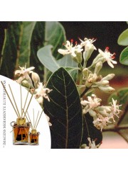 Essência Mulateiro 50ml