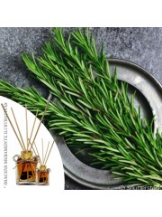 Essência alecrím LB 50ml