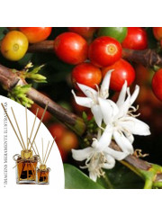 Essência Flor de Café 50ml