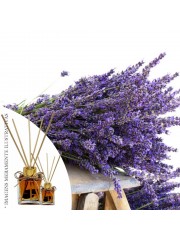 Essencia Lavanda LF 50ml