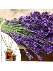 Essencia Lavanda MM 50ml